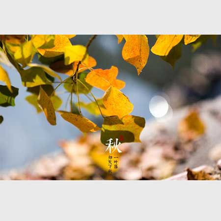 一葉知冬下一句