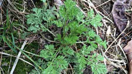 吃的是草下一句是什么