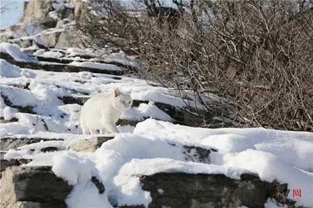 山尖全白了下一句