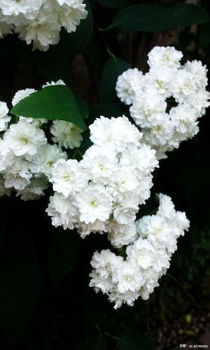 花開不敗下一句