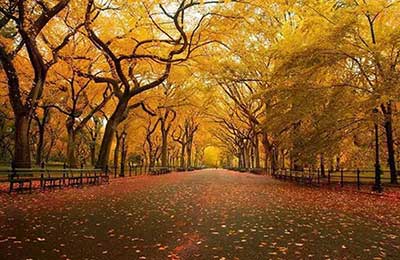 歲月催人老的下一句是什么(意思及上下句