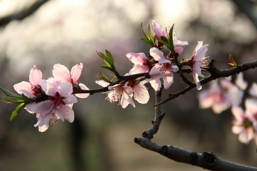 最美人間四月天下一句