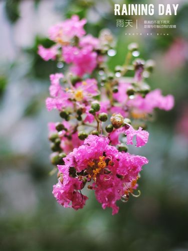 一花一草皆風景下一句