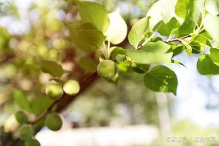 早春不過一棵樹下一句