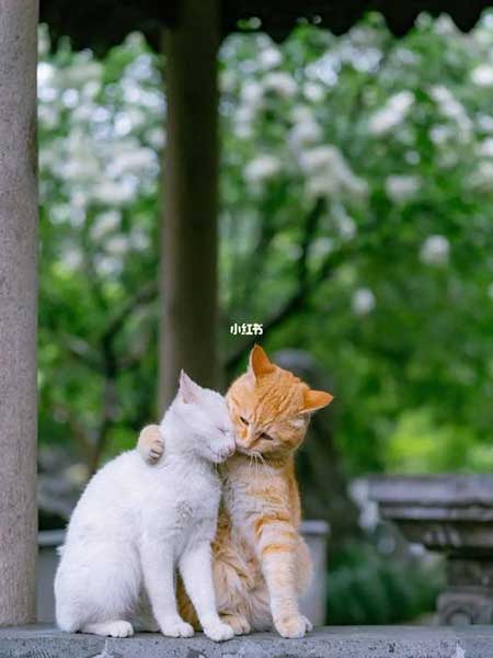 好事多磨下一句