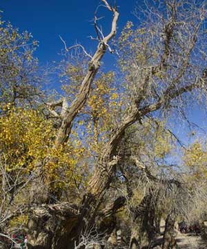 枯木逢春下一句