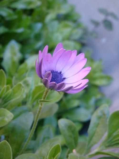 一花一世界下一句