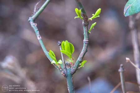 草樹知春不久歸的下一句