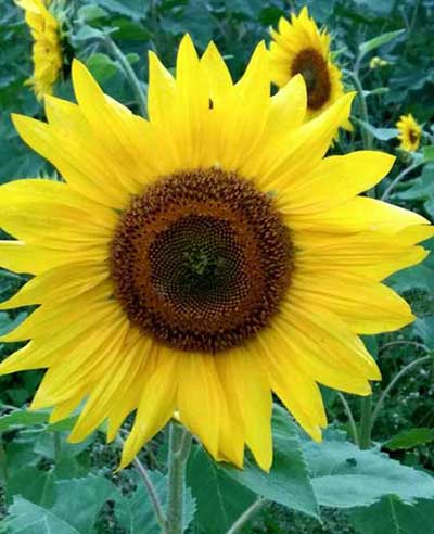 一心向陽下一句是什么