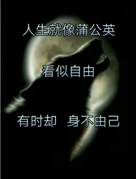 身不由己下一句是什么