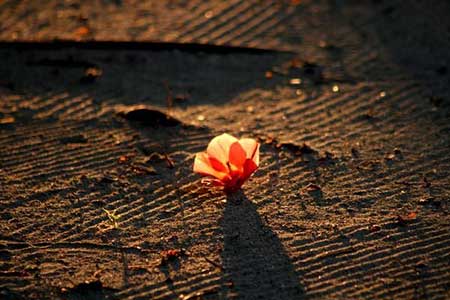 歲月靜好下一句是什么