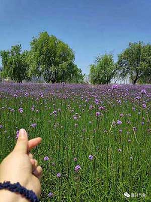 陽光明媚下一句順口溜